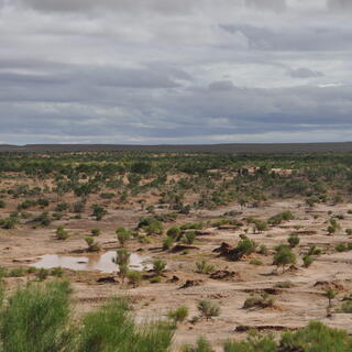 Bayanzag 