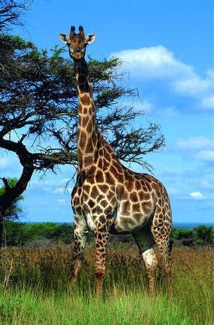 Giraffe in einem der Nationalparks