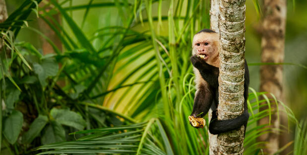 Affe im Dschungel