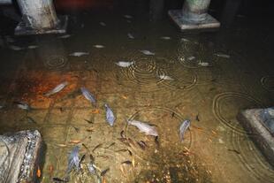 Fische in der Cisterna Basilica