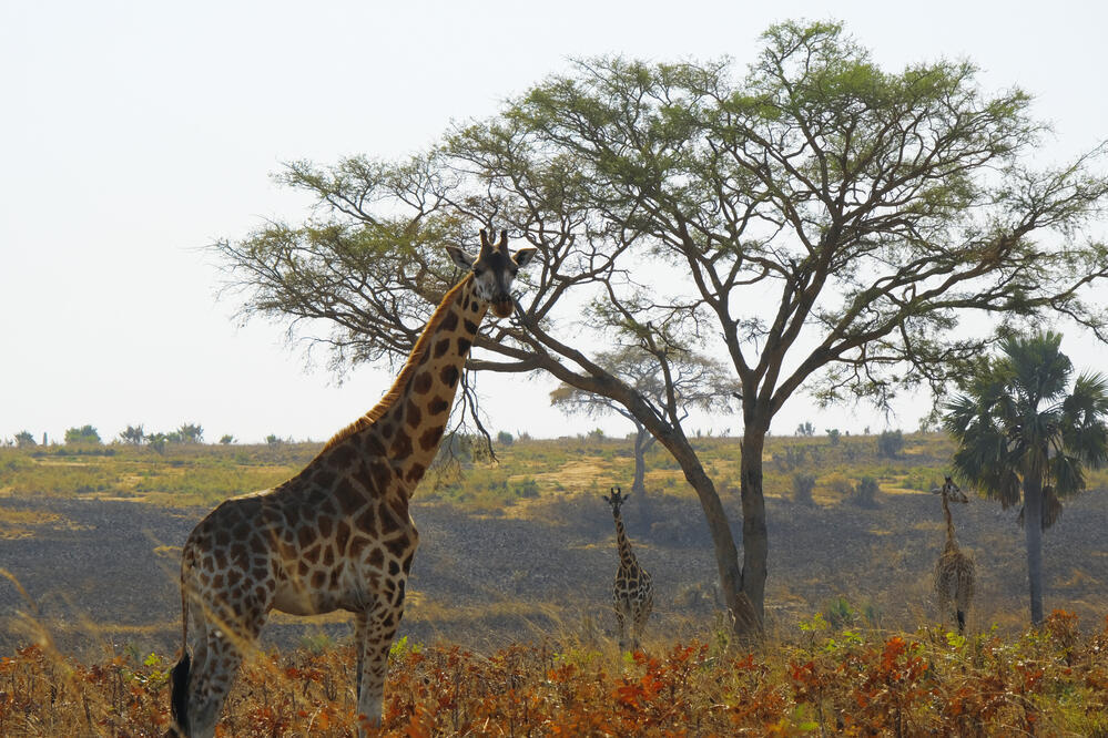 Giraffe im Queen Elizabeth Nationalpark 