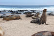 Seelöwen auf den Galapagos Inseln