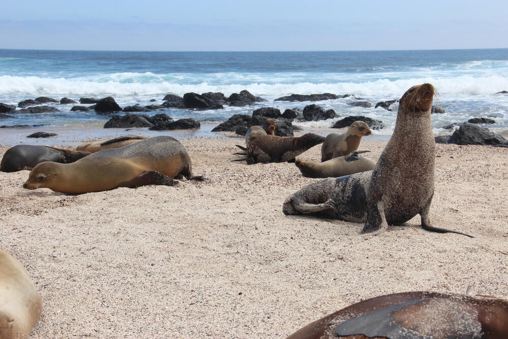 Seelöwen auf den Galapagos Inseln
