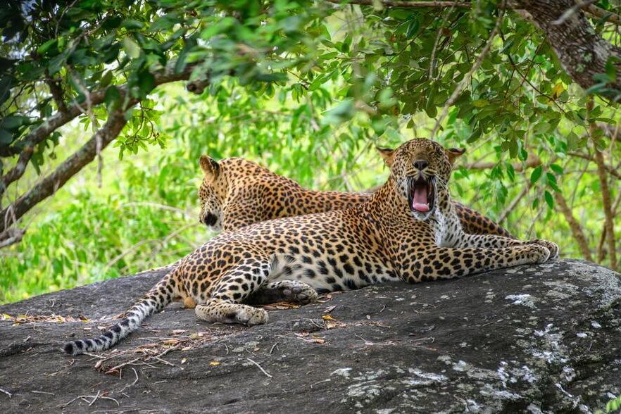 Yala-Nationalpark