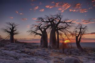 Baobab Bäume