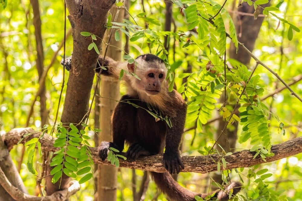 Kapuzineraffe im Tayrona Nationalpark