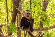 Kapuzineraffe im Tayrona Nationalpark