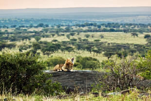 Löwe im Serengeti-Nationalpark