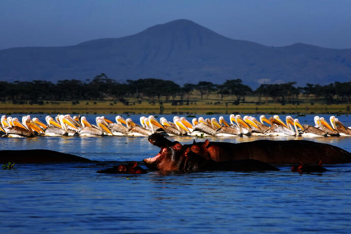 Nilpferde am Naivasha See