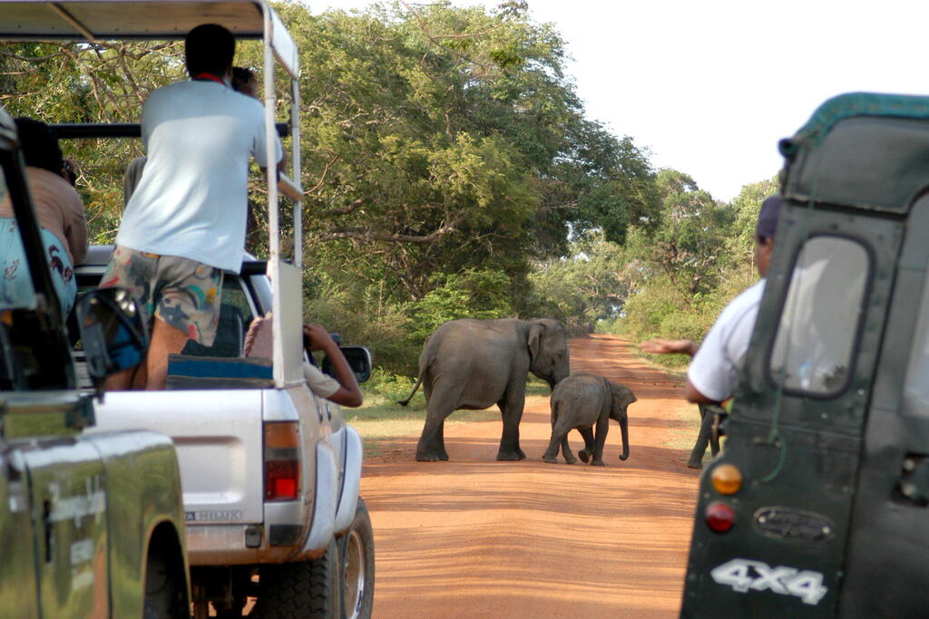 Safari