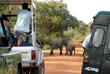 Safari