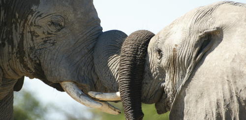 Kaempfende Elefanten im Etosha Park 