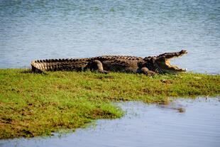 Krokodil im Udawalawe Nationalpark