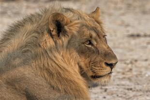 Löwe im Etosha Nationalpark 