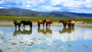 Mongolische Wildpferde