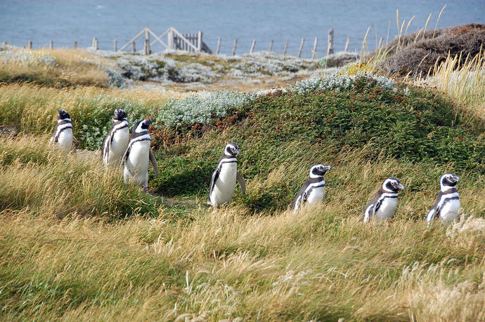 Pinguinkolonie in Seno Otway