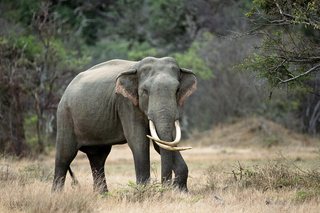 Safari im Udawale Nationalpark