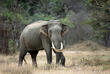 Safari im Udawale Nationalpark