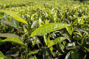 Teepflanzen bei Fort Portal 