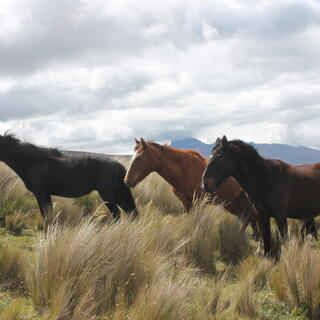 Wildpferde im Cotopaxi Nationalpark