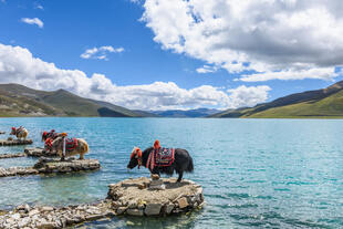 Blick auf den Yamdrok-See, auch bekannt als Yamdrok Yumtso oder Yamzho Yumco, in Tibet. Der See, umgeben von schneebedeckten Bergen und grünen Hügeln.