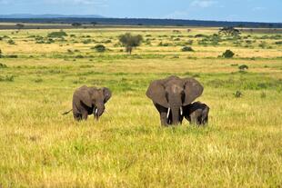 Elefanten im Serengeti