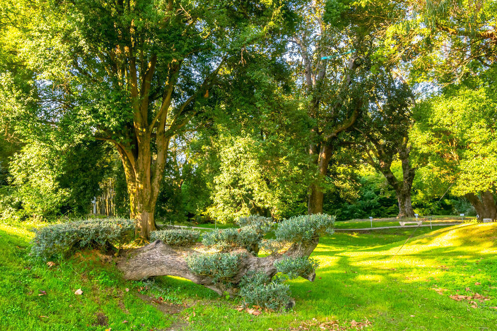 Dendrologischer Garten 