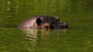 Nilpferd im Lake Manyara Nationalpark