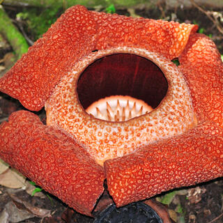 Rafflesia