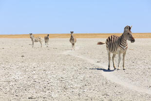 Zebras in der Makgadikgadi Salzpfanne