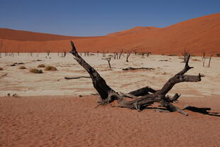 Death Vlei - Tonpfanne in der Namib