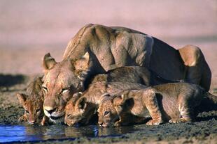 Durstige Löwen im Krüger Nationalpark 