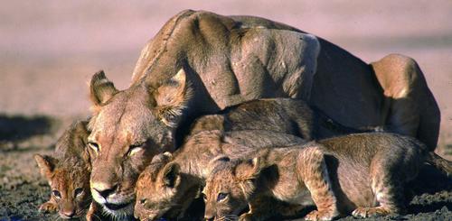 Durstige Löwen im Krüger Nationalpark 