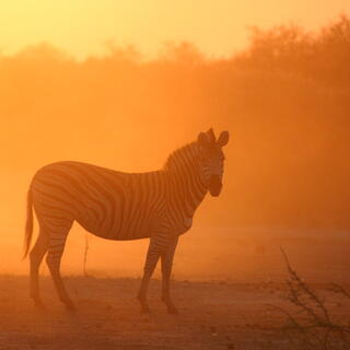 Zebra im Sonnenuntergang