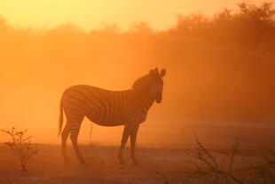 Zebra im Sonnenuntergang