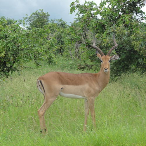 Antilope im Chobe Nationalpark