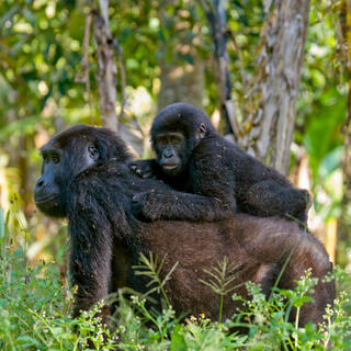 Gorilla mit Baby