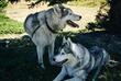 Huskys im Wald 