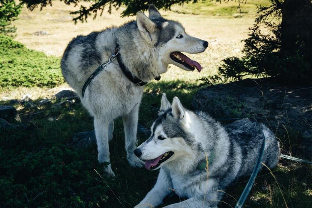 Huskys im Wald 