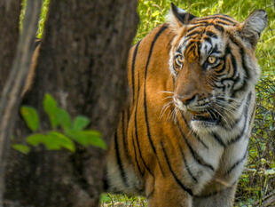 Tiger Ranthambore Nationalpark