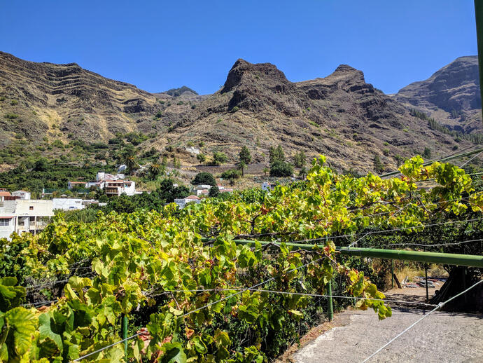 Weinberge Gran Canaria 