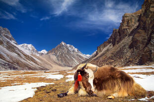 Himalaya