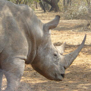 Nashorn im Hlane Nationalpark