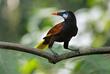 Oropendola