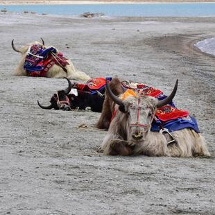 Yaks mit traditionellen Sätteln