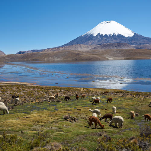 Alpakaherde im Altiplano