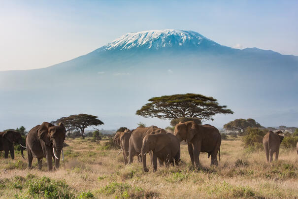 Amboseli-Nationalpark mit dem Kilimandscharo 