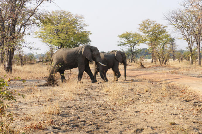 Elefanten im Chimwenya Game Park