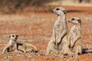 Kalahari 
