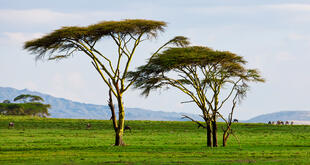 Landschaft am Lake Naivasha
